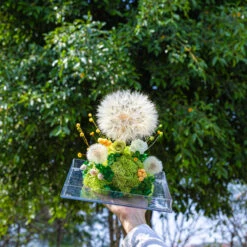 Super Large Diameter 11cm / 4.3 Presered Dandelion Dried Flowers, DIY Material For Bouquet, -Terrarium Plant Hub 290A8951