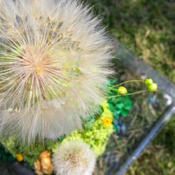 Super Large Diameter 11cm / 4.3 Presered Dandelion Dried Flowers, DIY Material For Bouquet, -Terrarium Plant Hub 290A8962