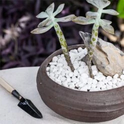 Decorative White Pebble Rocks For Succulents Top Dressing, For Terrarium, Fairy Gardening -Terrarium Plant Hub 3 3e1801ba 1d85 4fc7 b290 d4e78eba61b4