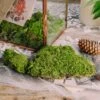 Preserved Short Moss, Leucobryum, Natural Green 20x50cm, For DIY Moss Wall, Moss Terrarium, Vertical Garden -Terrarium Plant Hub 5345