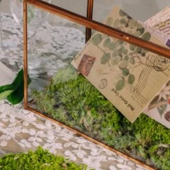 Preserved Short Moss, Leucobryum, Natural Green 20x50cm, For DIY Moss Wall, Moss Terrarium, Vertical Garden -Terrarium Plant Hub 5348