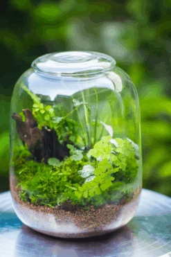 Terrarium Planting Kit Glass Jar And Black LED Grow Light With Base Kit, With Planting Material, DIY Kit 26 Terrarium Planting Kit Glass Jar And Black LED Grow Light With Base Kit, With Planting Material, DIY Kit -Terrarium Plant Hub 974DD555 EC58 4b73 9627 D900E35CA540