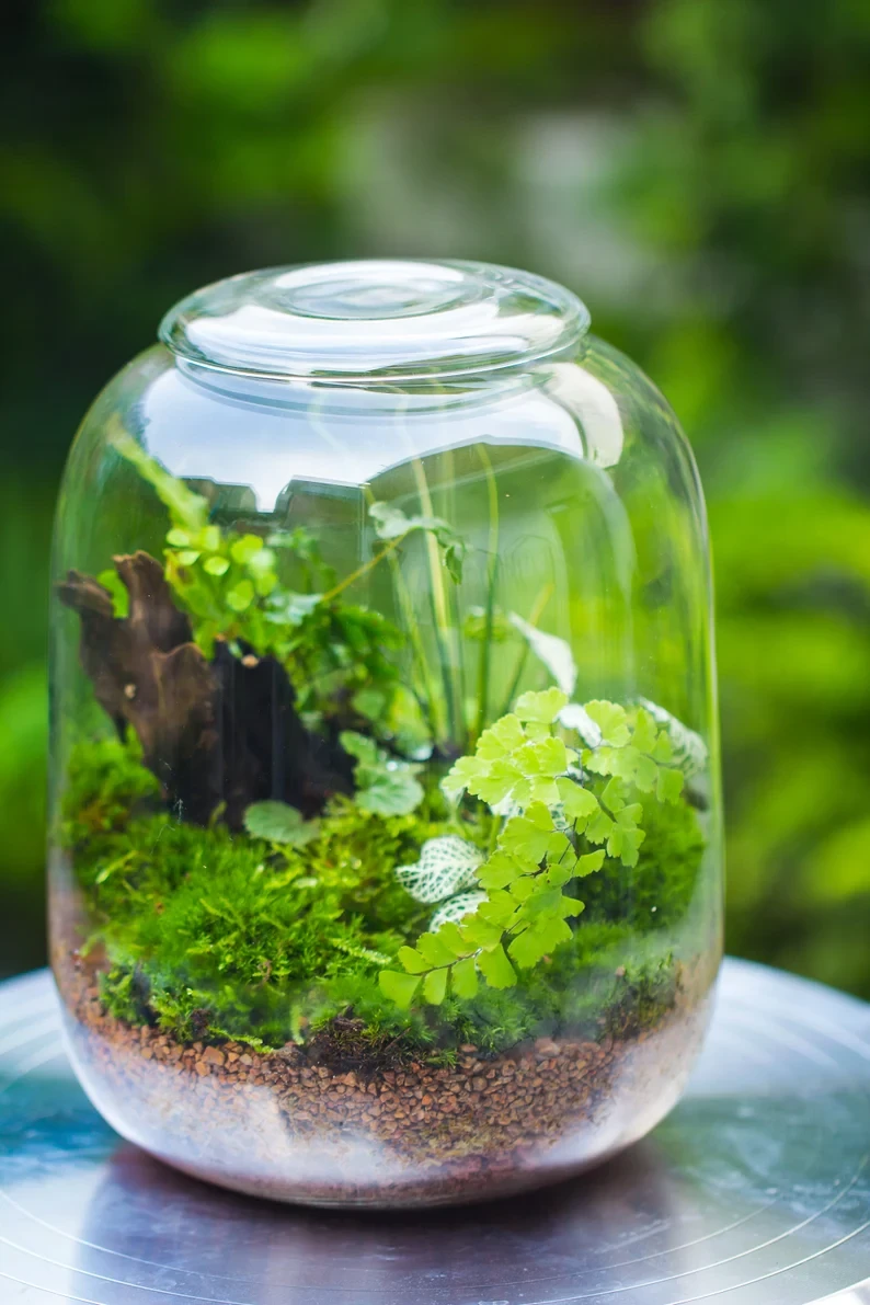 Terrarium Planting Kit Glass Jar And Black LED Grow Light With Base Kit, With Planting Material, DIY Kit 14 Terrarium Planting Kit Glass Jar And Black LED Grow Light With Base Kit, With Planting Material, DIY Kit - Image 12