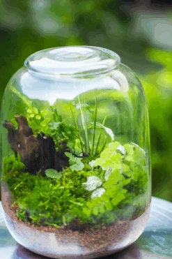 Terrarium Planting Kit Glass Jar And Black LED Grow Light With Base Kit, With Planting Material, DIY Kit 27 Terrarium Planting Kit Glass Jar And Black LED Grow Light With Base Kit, With Planting Material, DIY Kit -Terrarium Plant Hub A1E5D5BF 9EEB 4917 B206 124577CDF4F9