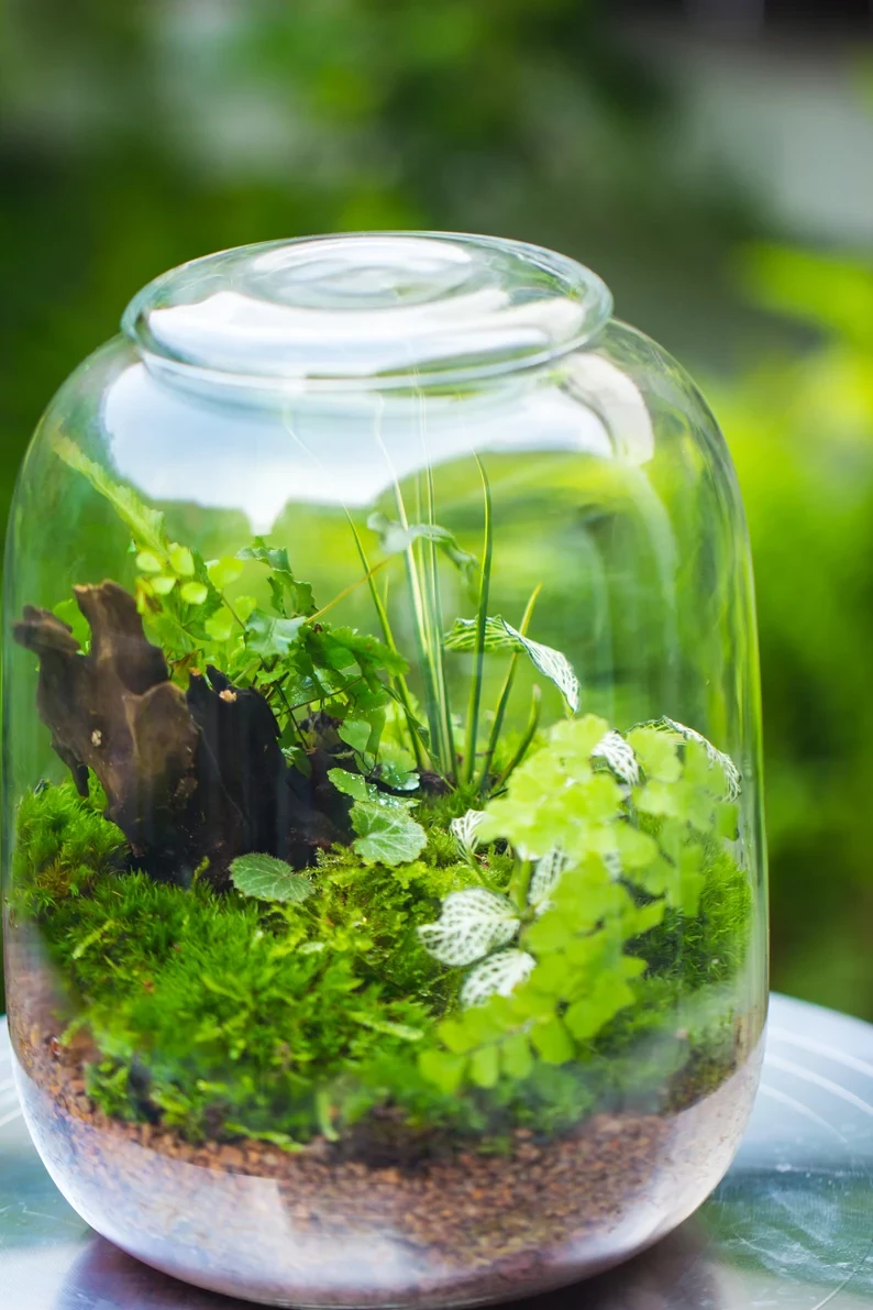 Terrarium Planting Kit Glass Jar And Black LED Grow Light With Base Kit, With Planting Material, DIY Kit 15 Terrarium Planting Kit Glass Jar And Black LED Grow Light With Base Kit, With Planting Material, DIY Kit - Image 13