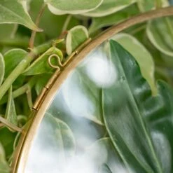 NCYP Wall Hanging Round 8" 10" 12" Herbarium Brass Glass Frame For Pressed Flowers, Poster, Double Glass, Floating Frame -Terrarium Plant Hub DSC02305