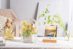 Yellow Presered Dandelion Set 3 Pcs Dried Flowers, DIY Material For Bouquet -Terrarium Plant Hub G01A6098