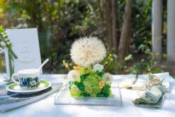 Super Large Diameter 11cm / 4.3 Presered Dandelion Dried Flowers, DIY Material For Bouquet, -Terrarium Plant Hub G01A8880