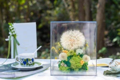 Super Large Diameter 11cm / 4.3 Presered Dandelion Dried Flowers, DIY Material For Bouquet, -Terrarium Plant Hub G01A8935