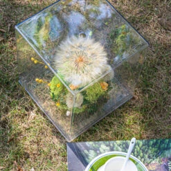 Super Large Diameter 11cm / 4.3 Presered Dandelion Dried Flowers, DIY Material For Bouquet, -Terrarium Plant Hub G01A8984