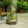 Handmade Black Various Size Irregular Tall Geometric Glass Terrarium Garden Succulents 1 Handmade Black Various Size Irregular Tall Geometric Glass Terrarium Garden Succulents -Terrarium Plant Hub HTB1EnjcSFXXXXaBaXXXq6xXFXXXx