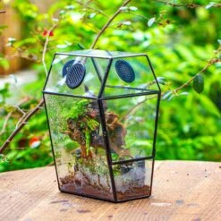 Coffin-Shaped Tin Glass Terrarium Enclosure, Gothic Style, For Jumping Spider, Insects, Snails 23 Coffin-Shaped Tin Glass Terrarium Enclosure, Gothic Style, For Jumping Spider, Insects, Snails -Terrarium Plant Hub IMG 0002 1
