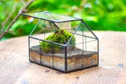 NCYP Mini Glass Terrarium With Lid House Shape Closed Planter Pot For Small Cactus, Succulents Plant -Terrarium Plant Hub IMG 0013