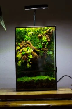 NCYP Close Geometric Glass Terrarium With Door, Tin Sealed Rectangle Tall Moss Wall Planter For Moss Wall, Fern, Landscape Multiple Size -Terrarium Plant Hub IMG 0040 2