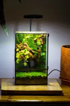 NCYP Close Geometric Glass Terrarium With Door, Tin Sealed Rectangle Tall Moss Wall Planter For Moss Wall, Fern, Landscape Multiple Size -Terrarium Plant Hub IMG 0041 2 1