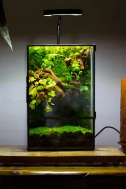 NCYP Close Geometric Glass Terrarium With Door, Tin Sealed Rectangle Tall Moss Wall Planter For Moss Wall, Fern, Landscape Multiple Size -Terrarium Plant Hub IMG 00421