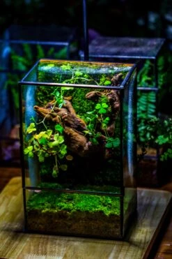 NCYP Close Geometric Glass Terrarium With Door, Tin Sealed Rectangle Tall Moss Wall Planter For Moss Wall, Fern, Landscape Multiple Size -Terrarium Plant Hub IMG 0051 2