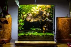 NCYP Close Geometric Glass Terrarium With Door, Tin Sealed Rectangle Tall Moss Wall Planter For Moss Wall, Fern, Landscape Multiple Size -Terrarium Plant Hub IMG 0052