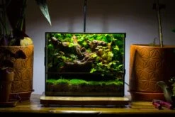 NCYP Close Geometric Glass Terrarium With Door, Tin Sealed Rectangle Tall Moss Wall Planter For Moss Wall, Fern, Landscape Multiple Size -Terrarium Plant Hub IMG 0057 2