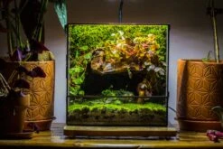 NCYP Close Geometric Glass Terrarium With Door, Tin Sealed Rectangle Tall Moss Wall Planter For Moss Wall, Fern, Landscape Multiple Size -Terrarium Plant Hub IMG 0058 2