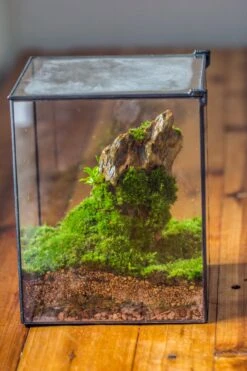 NCYP Basic Rectangle Close Geometric Glass Tin Terrarium, Planter Multiple Size For Moss Wall, Fern, Landscape Multiple Size, No Plants -Terrarium Plant Hub IMG 0059