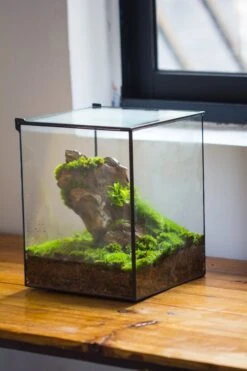 NCYP Basic Rectangle Close Geometric Glass Tin Terrarium, Planter Multiple Size For Moss Wall, Fern, Landscape Multiple Size, No Plants -Terrarium Plant Hub IMG 0069