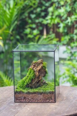 NCYP Basic Rectangle Close Geometric Glass Tin Terrarium, Planter Multiple Size For Moss Wall, Fern, Landscape Multiple Size, No Plants -Terrarium Plant Hub IMG 0075