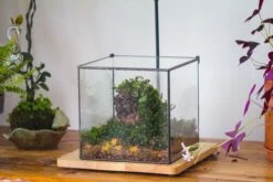 NCYP Basic Rectangle Close Geometric Glass Tin Terrarium, Planter Multiple Size For Moss Wall, Fern, Landscape Multiple Size, No Plants -Terrarium Plant Hub IMG 0084