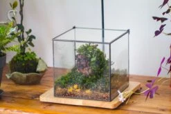 NCYP Basic Rectangle Close Geometric Glass Tin Terrarium, Planter Multiple Size For Moss Wall, Fern, Landscape Multiple Size, No Plants -Terrarium Plant Hub IMG 0085