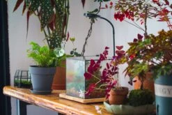 NCYP Basic Rectangle Close Geometric Glass Tin Terrarium, Planter Multiple Size For Moss Wall, Fern, Landscape Multiple Size, No Plants -Terrarium Plant Hub IMG 0087