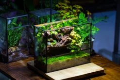 NCYP Close Geometric Glass Terrarium With Door, Tin Sealed Rectangle Tall Moss Wall Planter For Moss Wall, Fern, Landscape Multiple Size -Terrarium Plant Hub IMG 0090 2