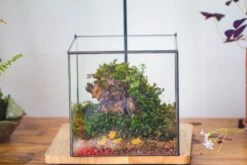 NCYP Basic Rectangle Close Geometric Glass Tin Terrarium, Planter Multiple Size For Moss Wall, Fern, Landscape Multiple Size, No Plants -Terrarium Plant Hub IMG 0092