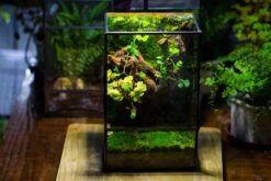 NCYP Close Geometric Glass Terrarium With Door, Tin Sealed Rectangle Tall Moss Wall Planter For Moss Wall, Fern, Landscape Multiple Size -Terrarium Plant Hub IMG 0093 1