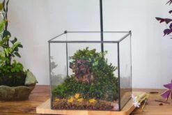 NCYP Basic Rectangle Close Geometric Glass Tin Terrarium, Planter Multiple Size For Moss Wall, Fern, Landscape Multiple Size, No Plants -Terrarium Plant Hub IMG 0093