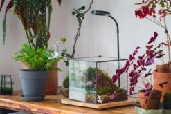 NCYP Basic Rectangle Close Geometric Glass Tin Terrarium, Planter Multiple Size For Moss Wall, Fern, Landscape Multiple Size, No Plants -Terrarium Plant Hub IMG 0096