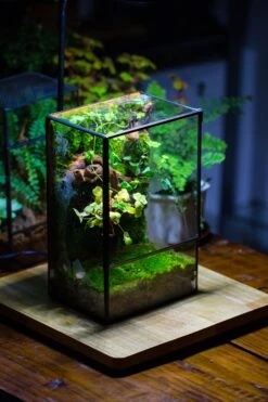NCYP Close Geometric Glass Terrarium With Door, Tin Sealed Rectangle Tall Moss Wall Planter For Moss Wall, Fern, Landscape Multiple Size -Terrarium Plant Hub IMG 0096 2