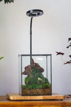 NCYP Basic Rectangle Close Geometric Glass Tin Terrarium, Planter Multiple Size For Moss Wall, Fern, Landscape Multiple Size, No Plants -Terrarium Plant Hub IMG 0098