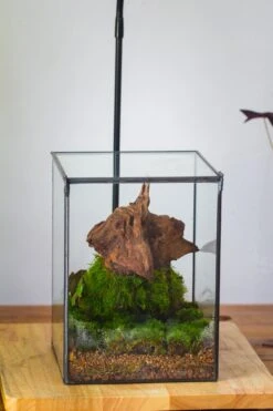 NCYP Basic Rectangle Close Geometric Glass Tin Terrarium, Planter Multiple Size For Moss Wall, Fern, Landscape Multiple Size, No Plants -Terrarium Plant Hub IMG 0101