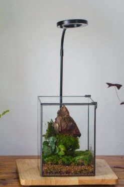 NCYP Basic Rectangle Close Geometric Glass Tin Terrarium, Planter Multiple Size For Moss Wall, Fern, Landscape Multiple Size, No Plants -Terrarium Plant Hub IMG 0102