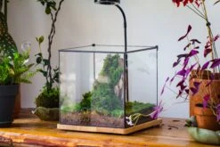 10" Cube Close Geometric Glass Tin Terrarium, Planter For Moss Wall, Fern, Landscape No Plants -Terrarium Plant Hub IMG 0136 a534a1fb d0b7 4f29 a25b 7c61f8f7bb55