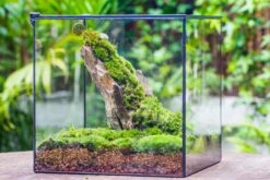 10" Cube Close Geometric Glass Tin Terrarium, Planter For Moss Wall, Fern, Landscape No Plants -Terrarium Plant Hub IMG 0148 12e03ac8 a550 4e26 bc78 140ef0d85861
