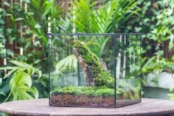 10" Cube Close Geometric Glass Tin Terrarium, Planter For Moss Wall, Fern, Landscape No Plants -Terrarium Plant Hub IMG 0149 8e44f72c be9a 4b35 b124 431de032198a