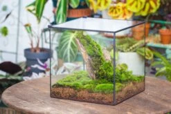 10" Cube Close Geometric Glass Tin Terrarium, Planter For Moss Wall, Fern, Landscape No Plants -Terrarium Plant Hub IMG 0156 4f45b302 ac00 4900 a467 66568b95b564