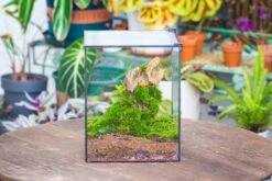 10" Cube Close Geometric Glass Tin Terrarium, Planter For Moss Wall, Fern, Landscape No Plants -Terrarium Plant Hub IMG 0165 e4767fc0 7bde 4a8b bde5 eaa12c507fcb