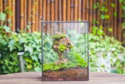 10" Cube Close Geometric Glass Tin Terrarium, Planter For Moss Wall, Fern, Landscape No Plants -Terrarium Plant Hub IMG 0168 2a253675 1c54 48cd 8d4d e9b8af6f8bcc