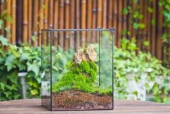 10" Cube Close Geometric Glass Tin Terrarium, Planter For Moss Wall, Fern, Landscape No Plants -Terrarium Plant Hub IMG 0169 d4f5173a d3ba 4690 85fc 1870443c9987