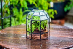 Half Dome Geometric Glass Terrarium, Close, Succulents Planter Pot Miniature Landscape Bonsai Container -Terrarium Plant Hub IMG 0174