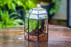 Half Dome Geometric Glass Terrarium, Close, Succulents Planter Pot Miniature Landscape Bonsai Container -Terrarium Plant Hub IMG 0176
