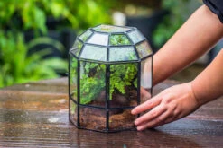Half Dome Geometric Glass Terrarium, Close, Succulents Planter Pot Miniature Landscape Bonsai Container -Terrarium Plant Hub IMG 0177