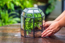Half Dome Geometric Glass Terrarium, Close, Succulents Planter Pot Miniature Landscape Bonsai Container -Terrarium Plant Hub IMG 0178 4eb06fb2 993a 4830 9193 c59a15220245